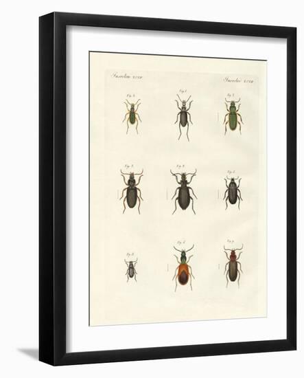 Beautiful German Beetles-null-Framed Giclee Print