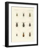 Beautiful German Beetles-null-Framed Giclee Print