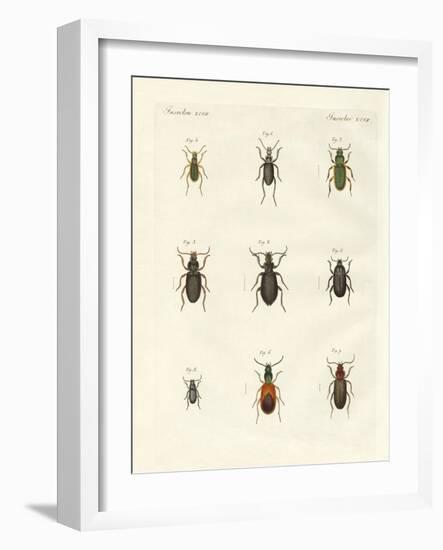 Beautiful German Beetles-null-Framed Giclee Print