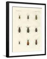 Beautiful German Beetles-null-Framed Giclee Print