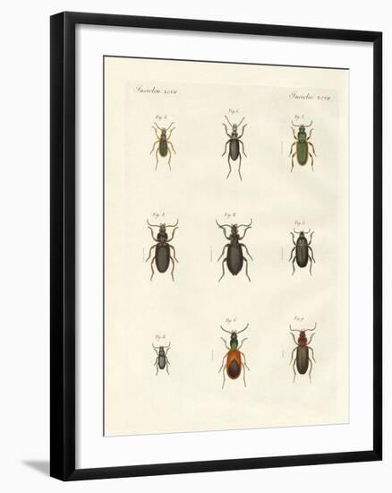 Beautiful German Beetles-null-Framed Giclee Print