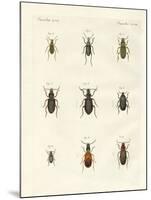 Beautiful German Beetles-null-Mounted Giclee Print