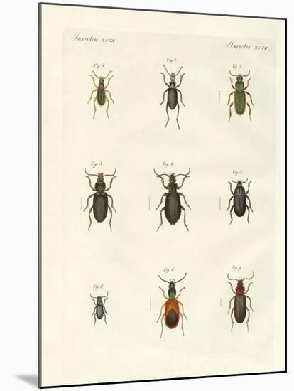 Beautiful German Beetles-null-Mounted Giclee Print