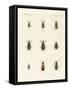 Beautiful German Beetles-null-Framed Stretched Canvas