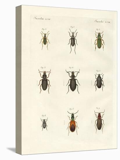 Beautiful German Beetles-null-Stretched Canvas