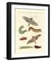 Beautiful German Butterflies-null-Framed Giclee Print