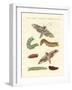 Beautiful German Butterflies-null-Framed Giclee Print