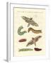 Beautiful German Butterflies-null-Framed Giclee Print