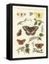 Beautiful German Butterflies-null-Framed Stretched Canvas