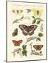 Beautiful German Butterflies-null-Mounted Giclee Print