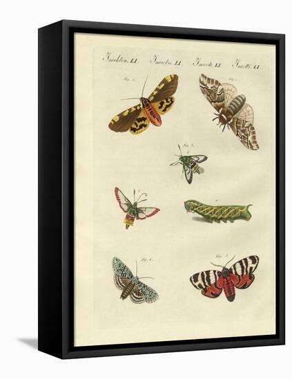 Beautiful German Night Butterflies-null-Framed Stretched Canvas