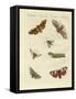 Beautiful German Night Butterflies-null-Framed Stretched Canvas