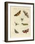 Beautiful German Night Butterflies-null-Framed Giclee Print