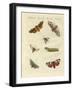 Beautiful German Night Butterflies-null-Framed Giclee Print