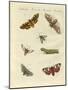 Beautiful German Night Butterflies-null-Mounted Giclee Print