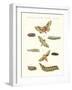 Beautiful German Twilight Butterflies-null-Framed Giclee Print