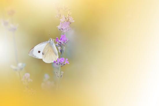Photo, , large