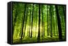 Beautiful Green Forest-Ruslan Ivantsov-Framed Stretched Canvas