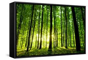 Beautiful Green Forest-Ruslan Ivantsov-Framed Stretched Canvas