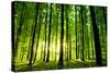 Beautiful Green Forest-Ruslan Ivantsov-Stretched Canvas