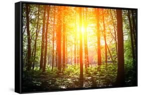 Beautiful Green Forest-Ruslan Ivantsov-Framed Stretched Canvas