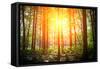 Beautiful Green Forest-Ruslan Ivantsov-Framed Stretched Canvas