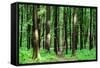 Beautiful Green Forest-Ruslan Ivantsov-Framed Stretched Canvas