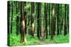 Beautiful Green Forest-Ruslan Ivantsov-Stretched Canvas