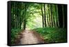 Beautiful Green Forest-Ruslan Ivantsov-Framed Stretched Canvas