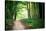 Beautiful Green Forest-Ruslan Ivantsov-Stretched Canvas