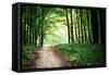 Beautiful Green Forest-Ruslan Ivantsov-Framed Stretched Canvas