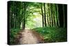 Beautiful Green Forest-Ruslan Ivantsov-Stretched Canvas