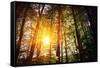 Beautiful Green Forest-Ruslan Ivantsov-Framed Stretched Canvas