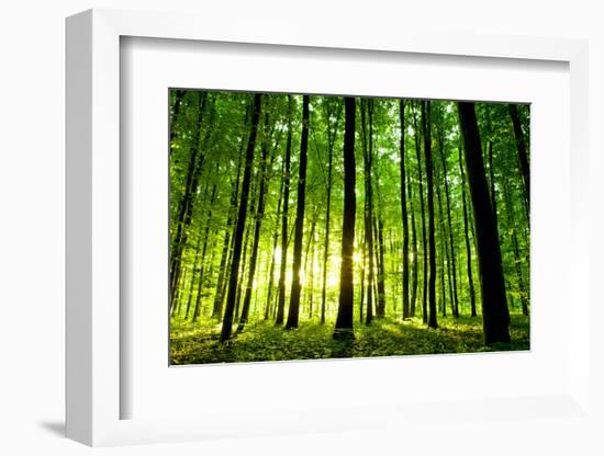 Beautiful Green Forest-Ruslan Ivantsov-Framed Photographic Print