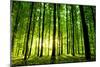 Beautiful Green Forest-Ruslan Ivantsov-Mounted Photographic Print