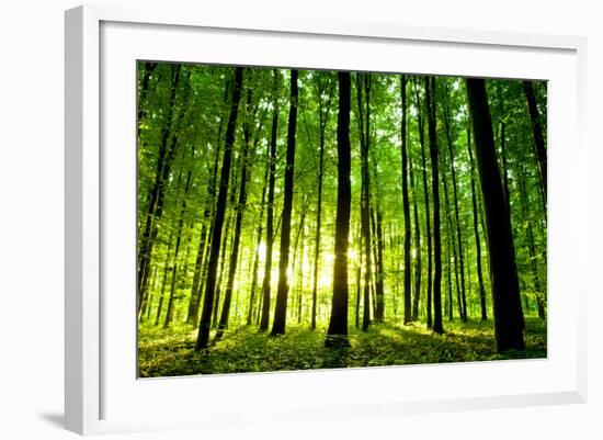 Beautiful Green Forest-Ruslan Ivantsov-Framed Photographic Print