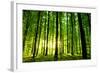 Beautiful Green Forest-Ruslan Ivantsov-Framed Photographic Print