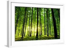 Beautiful Green Forest-Ruslan Ivantsov-Framed Photographic Print