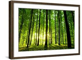 Beautiful Green Forest-Ruslan Ivantsov-Framed Photographic Print