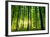 Beautiful Green Forest-Ruslan Ivantsov-Framed Photographic Print