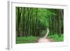 Beautiful Green Forest-Ruslan Ivantsov-Framed Photographic Print