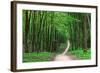 Beautiful Green Forest-Ruslan Ivantsov-Framed Photographic Print