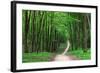 Beautiful Green Forest-Ruslan Ivantsov-Framed Photographic Print