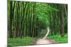 Beautiful Green Forest-Ruslan Ivantsov-Mounted Photographic Print