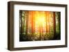 Beautiful Green Forest-Ruslan Ivantsov-Framed Photographic Print