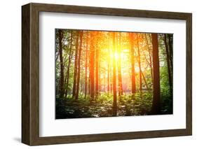 Beautiful Green Forest-Ruslan Ivantsov-Framed Photographic Print