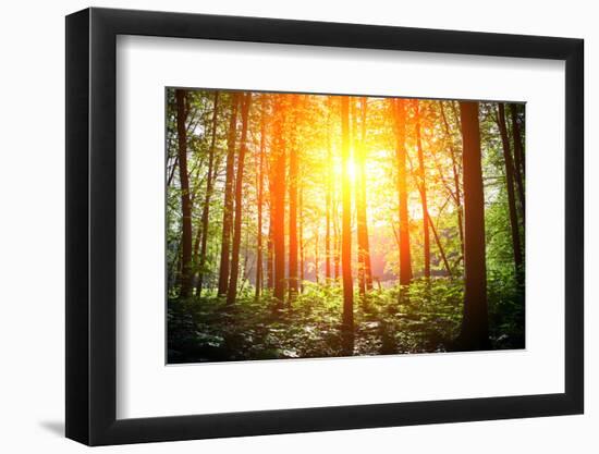 Beautiful Green Forest-Ruslan Ivantsov-Framed Photographic Print