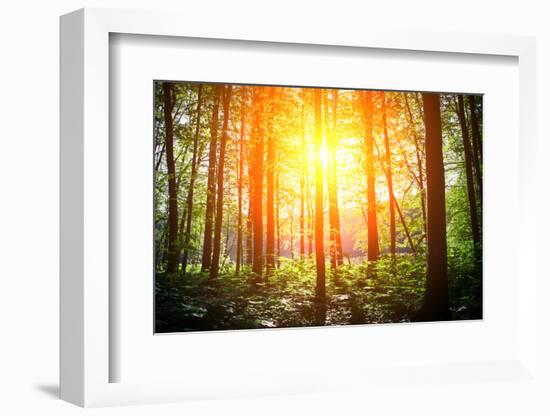 Beautiful Green Forest-Ruslan Ivantsov-Framed Photographic Print