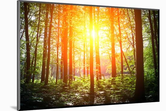 Beautiful Green Forest-Ruslan Ivantsov-Mounted Photographic Print