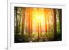 Beautiful Green Forest-Ruslan Ivantsov-Framed Photographic Print